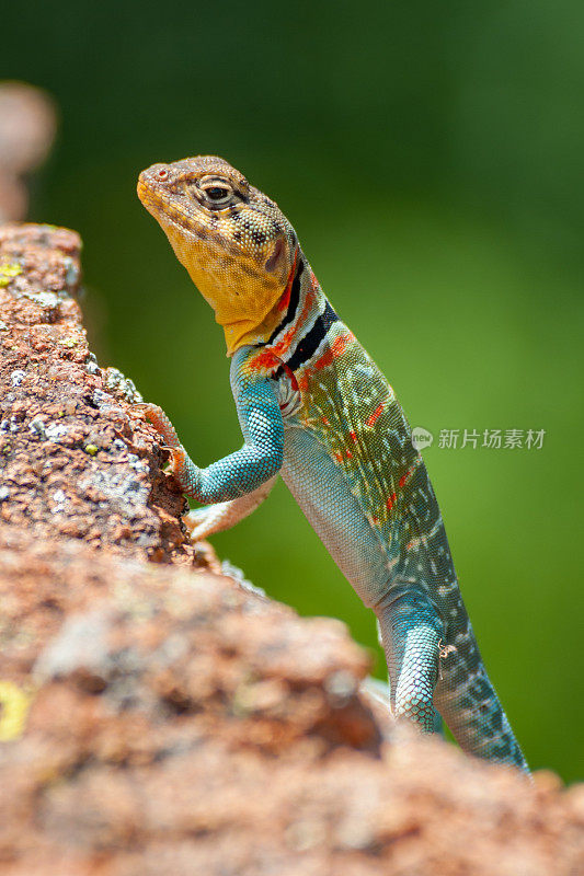 Eastern Collard Lizard, Wichita Mountains NWR, OK